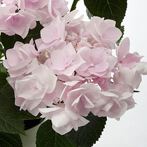 �K�N�A�W�T�C�ł����A���d�炫��ւ̂��ߒ��S�܂Ŗ��ߐs�����قǍ炫�ւ�܂��B