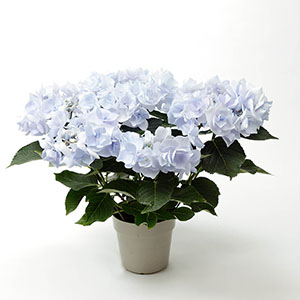 �W���y�₩�ȐF�����łӂ���Ƃ�����ۂł��B