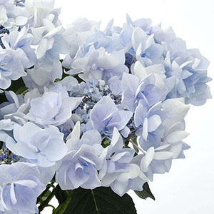 �K�N�A�W�T�C�ł����A���d�炫��ւ̂��ߒ��S�܂Ŗ��ߐs�����قǍ炫�ւ�܂��B