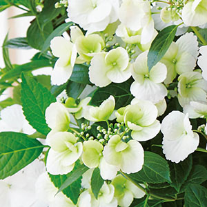 �炫�n�߂͑u�₩�ȃ��C���O���[���ł��B