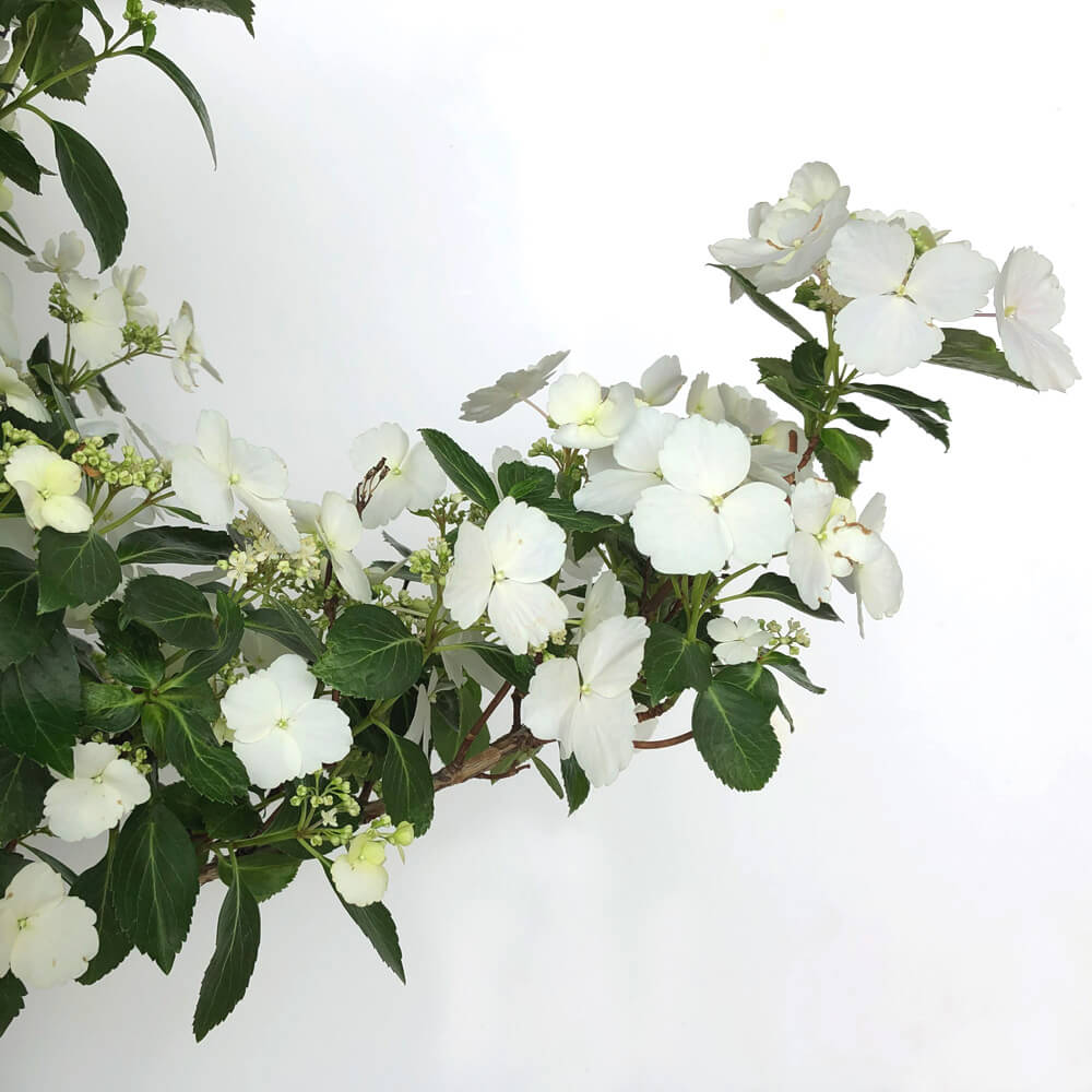 �}�ɕt���Ă���S�Ẳ�ɉԂ����܂��B