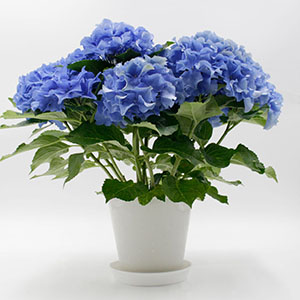 �^�����猩���l�q�ł��B