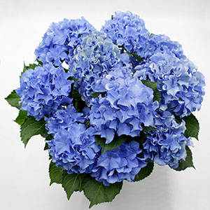 �^�ォ�猩���l�q�ł��B�{�����[�����_�ł��I