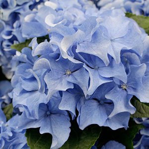 ��d�炫�ł����A�Ԃт�̉��̃t���������邱�ƂŃ{�����[�����������A������������܂��B