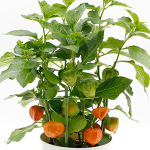 ���͂������ɂ���Ă͐F�t���n�߂�O�̗΂̎��̏�Ԃł̂��͂��ɂȂ�܂��B���ɓ��ɐF�t���ω������y���݂��������B