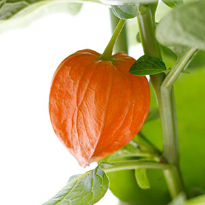 �񓔂̂悤�ɖc��񂾎��ł��B