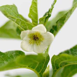 ���͂������ɂ���Ă͎}�̐�[�ɋ߂������ɂڂ݂�Ԃ����Ă���ꍇ������܂��B�����Ȕ����ԂłƂĂ����炵���ł��B