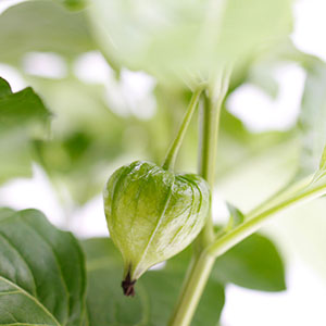 �Ԃ��I���Ə����Ȏ����ł��܂��B���X�̕ω����y���݂ɂȂ�܂��B