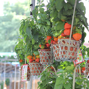 �Ă̕������ł�����u�ق������s�v�B������ŕ����ȉĂ����y���݂��������B