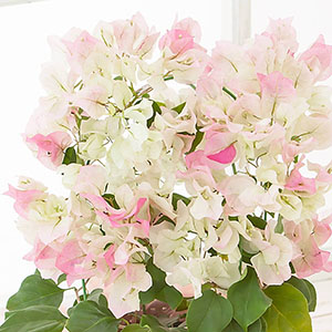 �N���[���F�̐�[���W���s���N�������i�ȐF�����̐l�C�i��ł��B