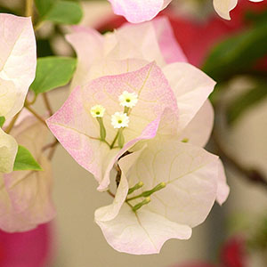 䚂̒��S�̉Ԃ��Ƃ��Ă��L���[�g�ł��B