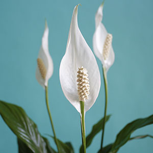 �ԂɌ�����̂�䚂ƌĂ΂�镔���B���S�̖_��̂Ƃ���͉ԂɂȂ�܂��B