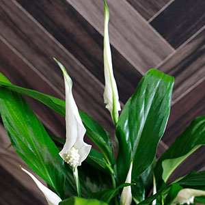 �炫�n�߂̏�Ԃ̃C���[�W�ł��B