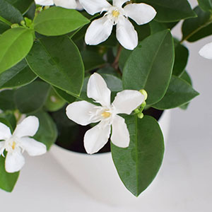 �Ԃ̃A�b�v�ł��B���^�Ȉ�ۂł��B