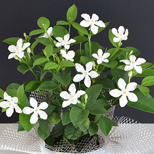 ����̂���N�₩�ȗ΂̗t�ɐ��^�̔����Ԃ��悭�f���܂��B