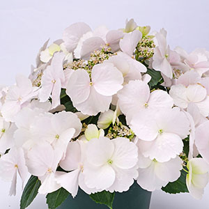 ����ɍ炫�i�ނƑS�̂���i�ȃs���N�F�ɂȂ�܂��B