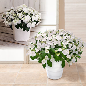 ���F���͂�����5�����A�E�F1�N��̃C���[�W�B��Ă₷���̂ő唫�Ŋy���ނ̂��I�X�X���ł��B