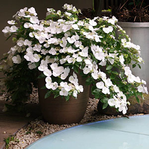 ���N�ȍ~�N�X�����[�����A���؂Ȍ��h���ɂȂ�܂��B