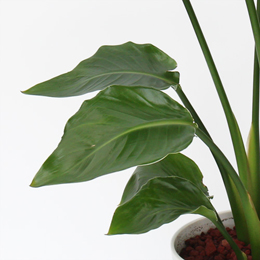 「オーガスタ」は、存在感たっぷりの楕円形の葉が魅力のスタイリッシュな観葉植物です。