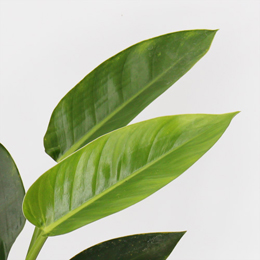 「フィロデンドロン」は、光沢のある大きな葉が特徴です。