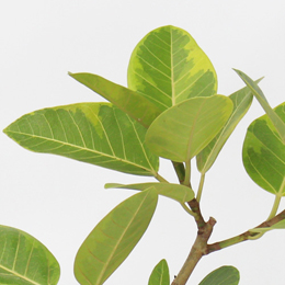 「フィカス・アルテシマ」は大きな光沢のある葉が存在感をかもし出す人気の観葉植物です。