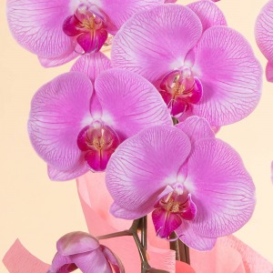 お祝いの席にふさわしい華やぎのあるピンクの胡蝶蘭です。