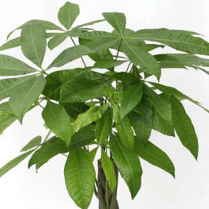 「パキラ」は、寒い場所に強く、日陰でも育てることができて、観葉植物の中では乾燥にも強く、オールマイティーな観葉植物です。