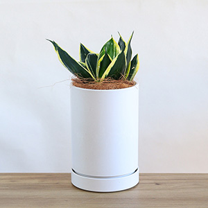 �ʃA���O������̃C���[�W�ł��B