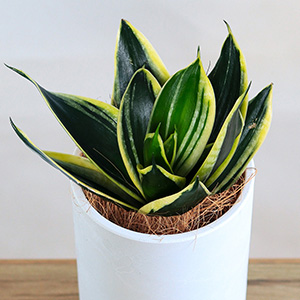 �[�݂̂���O���[���Ɖ��F�̃R���g���X�g���A��ԂɃp�b�Ɩ��邢�؂€��Y���Ă���܂��B