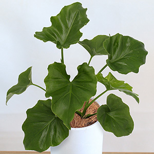 �G�L�]�`�b�N�ɔg�łn�[�g�^�̑傫�ȗt�������ł��B