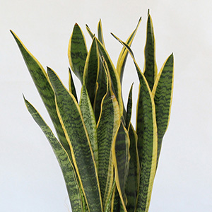 �[�݂̂���O���[���Ɖ��F�̃R���g���X�g���A��ԂɃp�b�Ɩ��邢�؂€��Y���Ă���܂��B