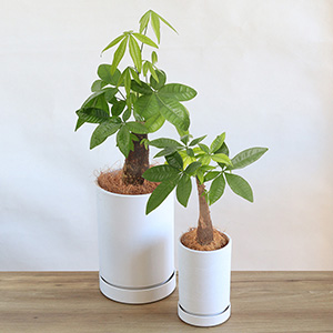 �T�C�Y��r�ł��B�傫���Ⴂ�ŏ����Ă��������̂��f�G�ł��B