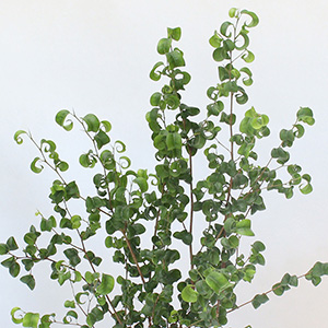 ���邭��ɃJ�[�������t�����炵���ł��B