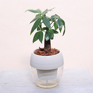 ���Ȃ̂ŁA�ǂ�ȃV�`���G�[�V�����ɂ����R�ɂȂ��݂܂��B