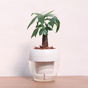 ���`��t�̏o���ɂ͂΂��������܂��B�\�߂��������������B