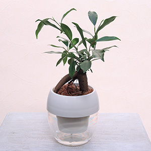 ���Ȃ̂ŁA�ǂ�ȃV�`���G�[�V�����ɂ����R�ɂȂ��݂܂��B