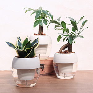 �A���̎�ވႢ��3��ނ݂̂��Ă܂������p�ӂ��܂����B�������̕��͋C�ɍ��킹�Ă��D�݂̎q��I��ł��������B