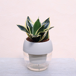 ���Ȃ̂ŁA�ǂ�ȃV�`���G�[�V�����ɂ����R�ɂȂ��݂܂��B