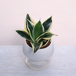 �ʃA���O���̃C���[�W�ł��B�Z���΂ɉ����̉��F�̃��C�����悭�f���܂��B