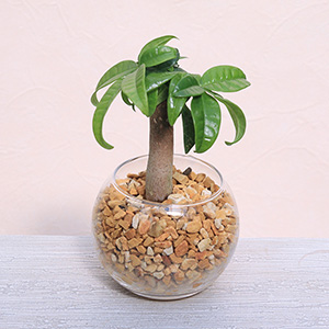 �����Ȋ�̒��ŁA�V�R�[�I���C�g�̃i�`�������Ȏ������O���[�����������Ă鐴�������ӂ��d���ĂŁA�ǂ�ȃC���e���A�ɂ����R�ɗn�����݂܂��B