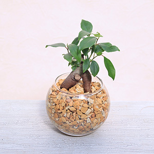 �����Ȋ�̒��ŁA�V�R�[�I���C�g�̃i�`�������Ȏ������O���[�����������Ă鐴�������ӂ��d���ĂŁA�ǂ�ȃC���e���A�ɂ����R�ɗn�����݂܂��B