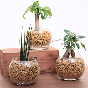 �A���̎�ވႢ��3��ނ����p�ӂ��܂����B�������̕��͋C�ɍ��킹�Ă��D�݂̎q��I��ł��������B