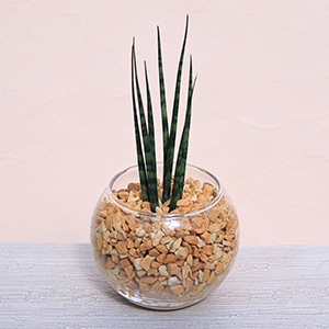 �����Ȋ�̒��ŁA�V�R�[�I���C�g�̃i�`�������Ȏ������O���[�����������Ă鐴�������ӂ��d���ĂŁA�ǂ�ȃC���e���A�ɂ����R�ɗn�����݂܂��B