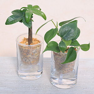 �����Ȋ�̒��ŁA�V�R�[�I���C�g�̃i�`�������Ȏ������O���[�����������Ă鐴�������ӂ��d���ĂŁA�ǂ�ȃC���e���A�ɂ����R�ɗn�����݂܂��B