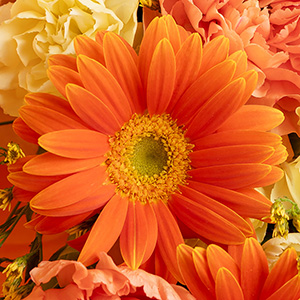 �K�[�x���̃r�r�b�g�ȃI�����W���ڂ������܂��B