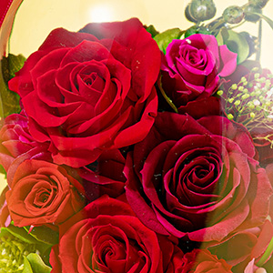 �Y��ɍ炢���o����~���l�߂܂����B