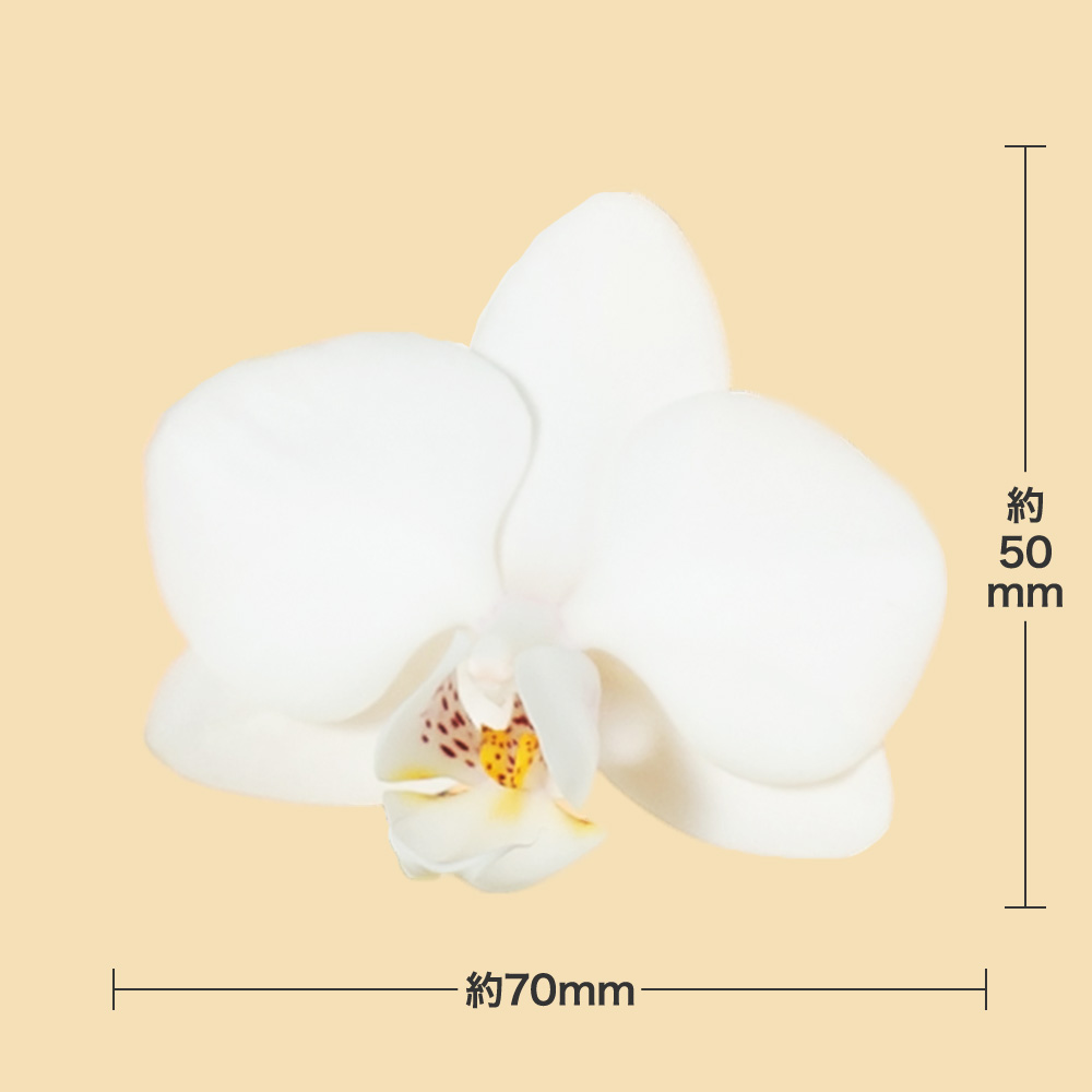 ぼく商品です！6月23日新入荷しました。ミデイタイプ白胡蝶蘭3本立ち ミディー胡蝶蘭「3本立ち（白）」｜法人向けビジネスフラワーギフト