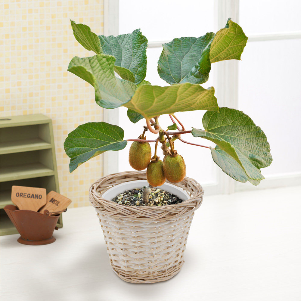 お父さんに贈る 果樹の鉢植え 父の日プレゼント ギフト22 イイハナ