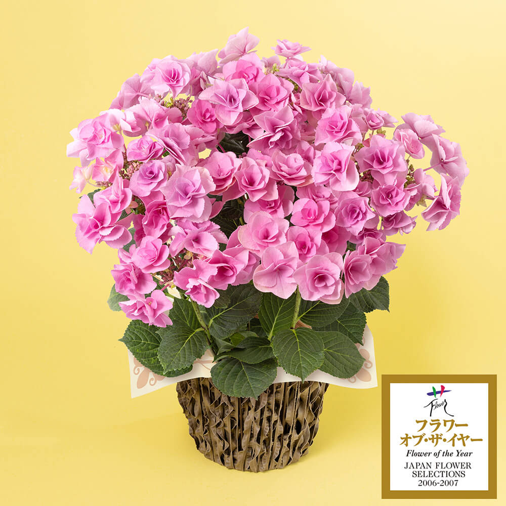 ��̓��@���A���u�A�W�T�C�@�t�F�A���[�A�C�v