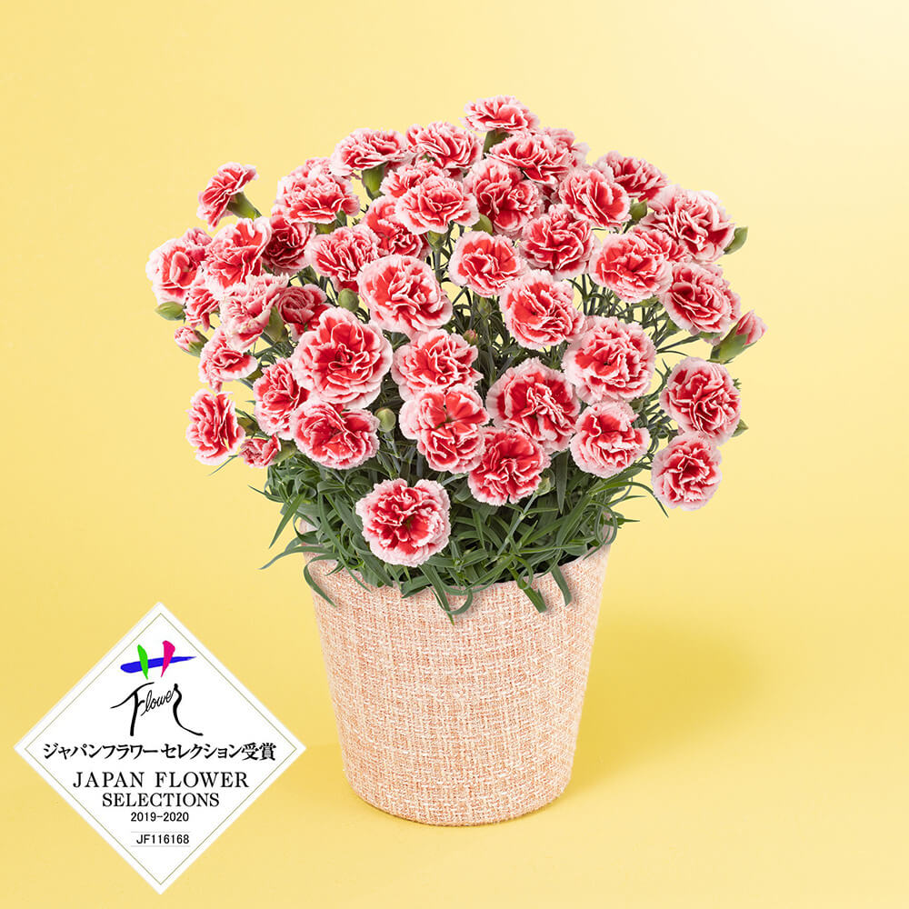 ��̓��@���A���u�Ί�炭�J�[�l�[�V�����@�������z�C�b�v�v